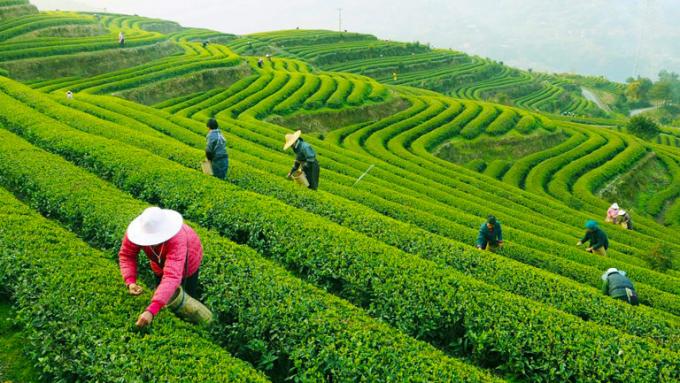 Обработка зеленого чая Джинг зеленого чая изогнутой формы органическая длинная все- жаря