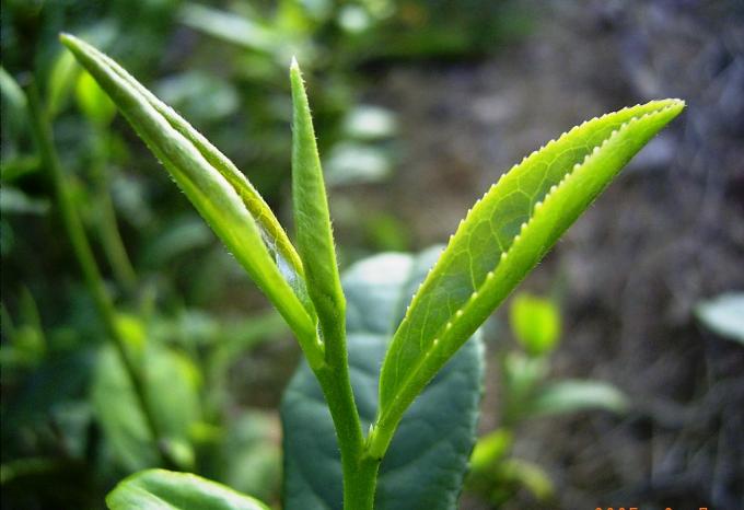 Заквашенный обрабатывающ органические листья квартиры чая Лонгджинг озера зеленый ча западные